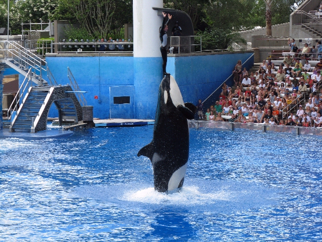 Shamu