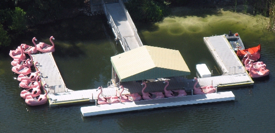 Swan Boats