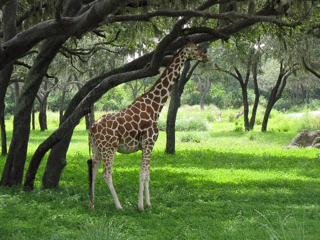 Giraffe